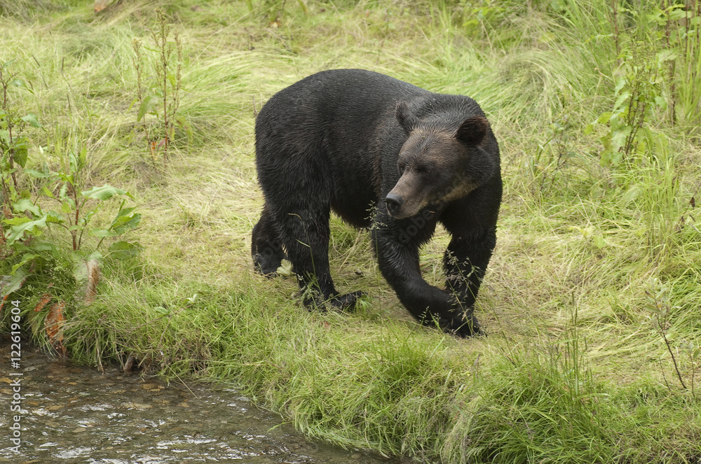 Grizzly bear (Ursus arctos horribilus) beside salmon spawning stream, Alaska, United States of America.