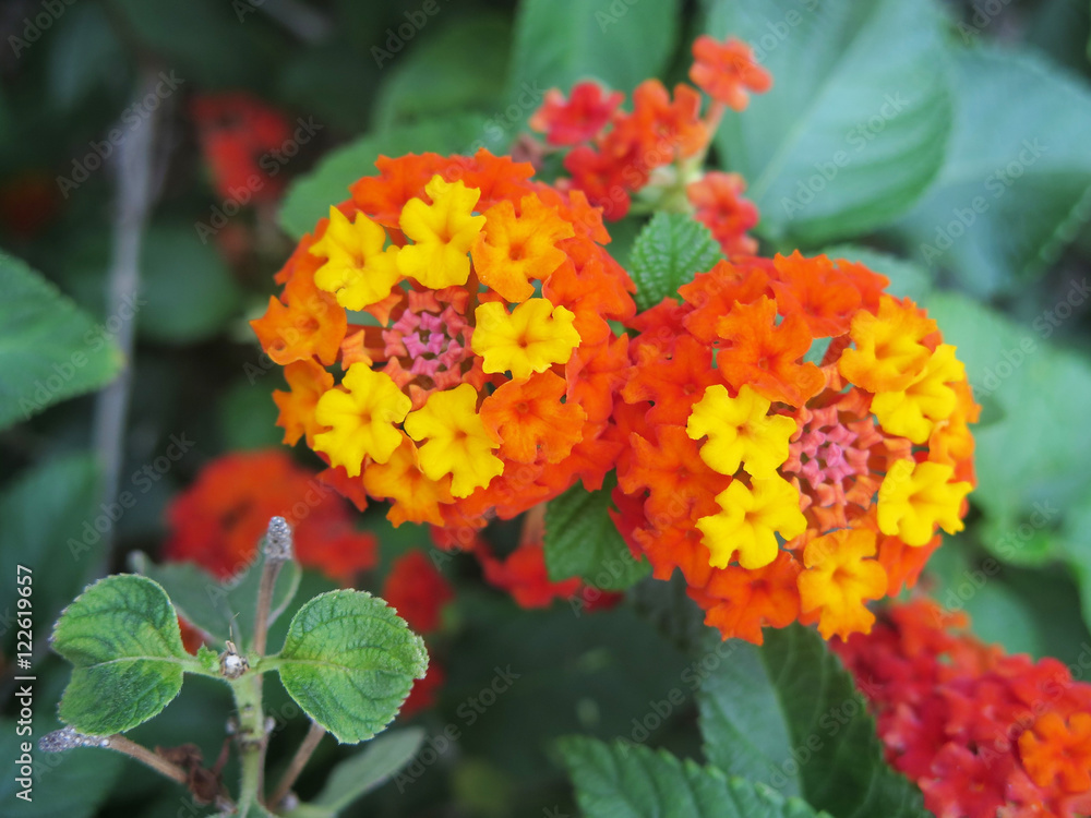 flores exoticas flores exoticas