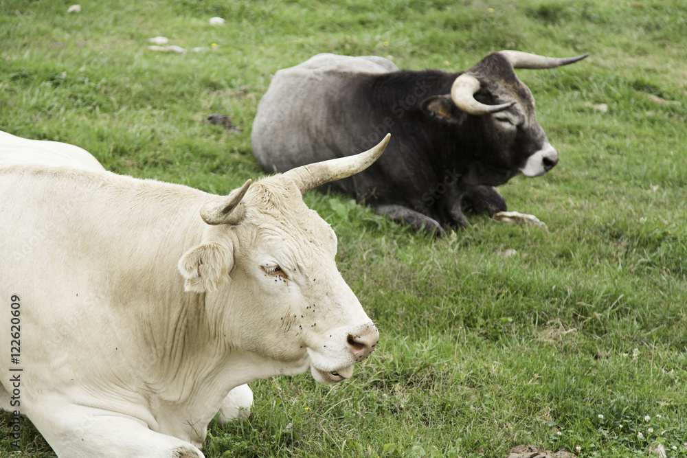 Bulls bullfighting park Bulls bullfighting park