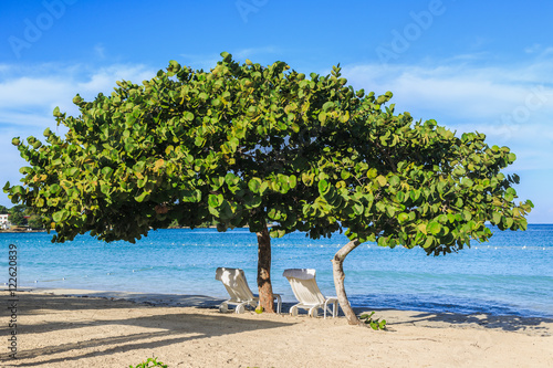 Sea Grape Beach Trees