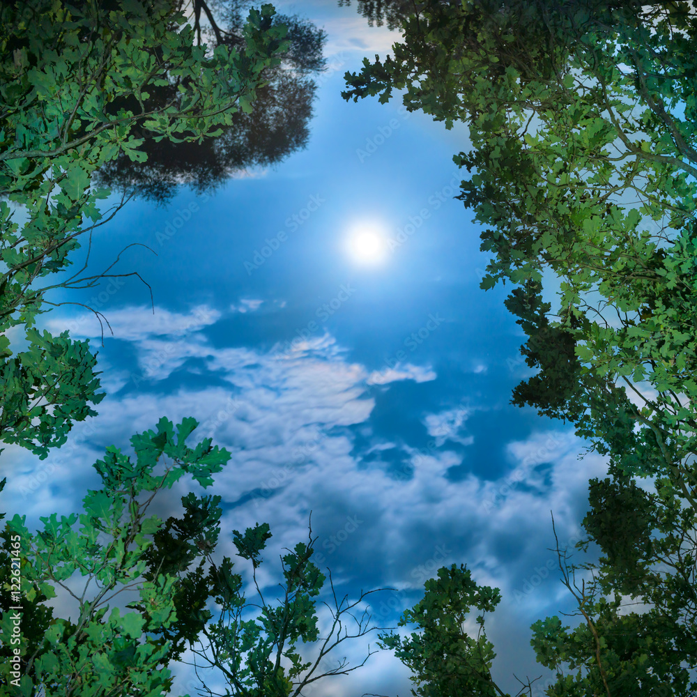 Fototapeta premium Moon through tree leaves