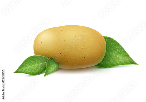 New Yellow Raw Whole Unpeeled Potato with leaves Close up Isolated on White Background