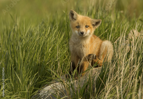 Red fox pup sitting in grass, Canada photo
