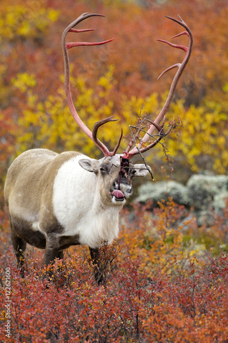 Barrenground caribou bull (Rangifer tarandus) eating shed antler velvet prior to the autumn rutting season, Barrenlands, central Northwest Territories, Arctic Canada photo