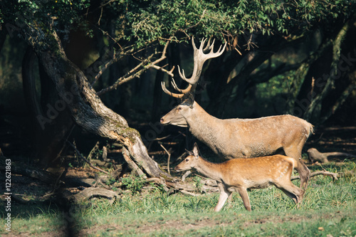 Red deer in runting season photo