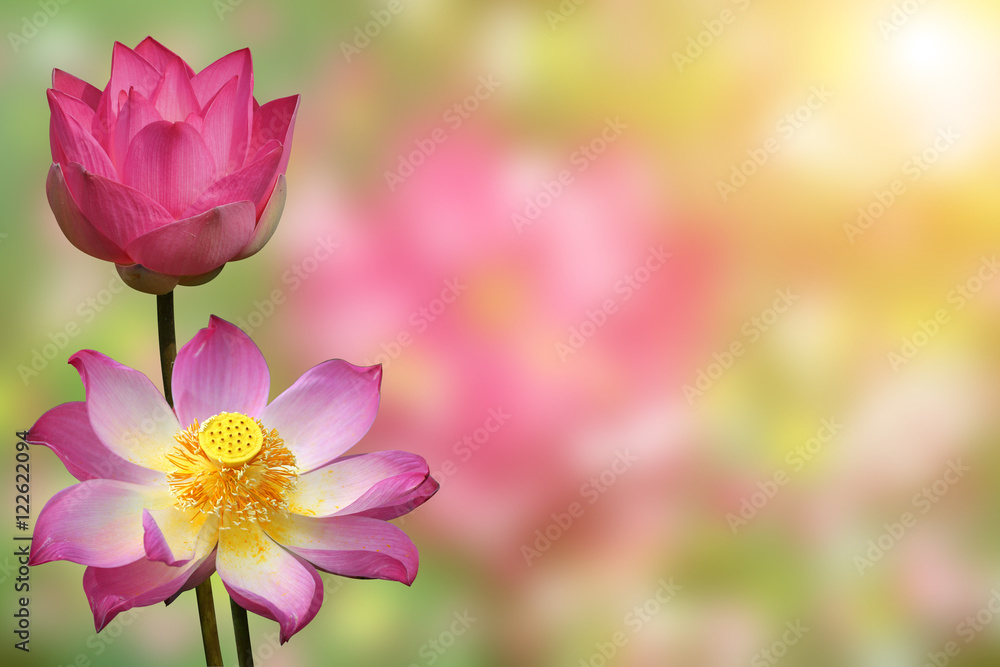 Beautiful lotus Beautiful lotus
