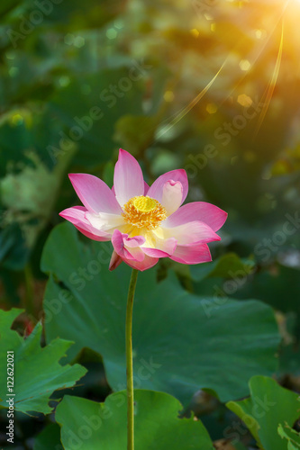 Beautiful lotus