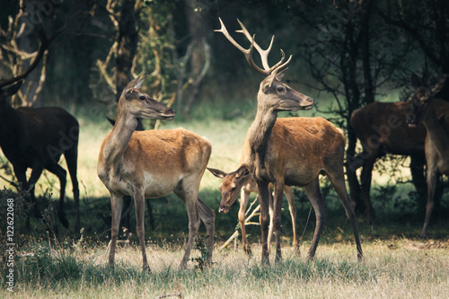 Deer herd in the forest