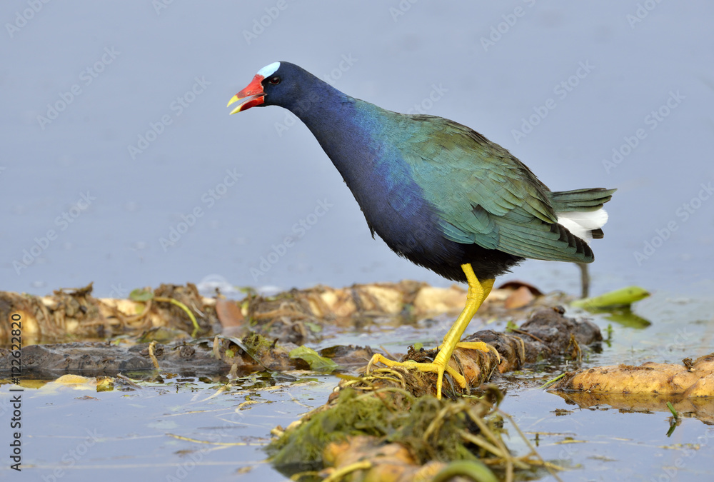 Purple Gallinule (Porphyrio martinicus) - Venetian Gardens, Leesburg Florida Purple Gallinule (Porphyrio martinicus) - Venetian Gardens, Leesburg Florida