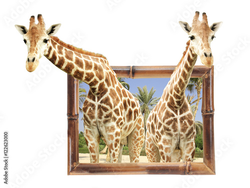 Photography Two giraffes in bamboo frame with 3d effect