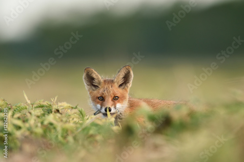 red fox kit with a fish. red fox puppy in summer.
