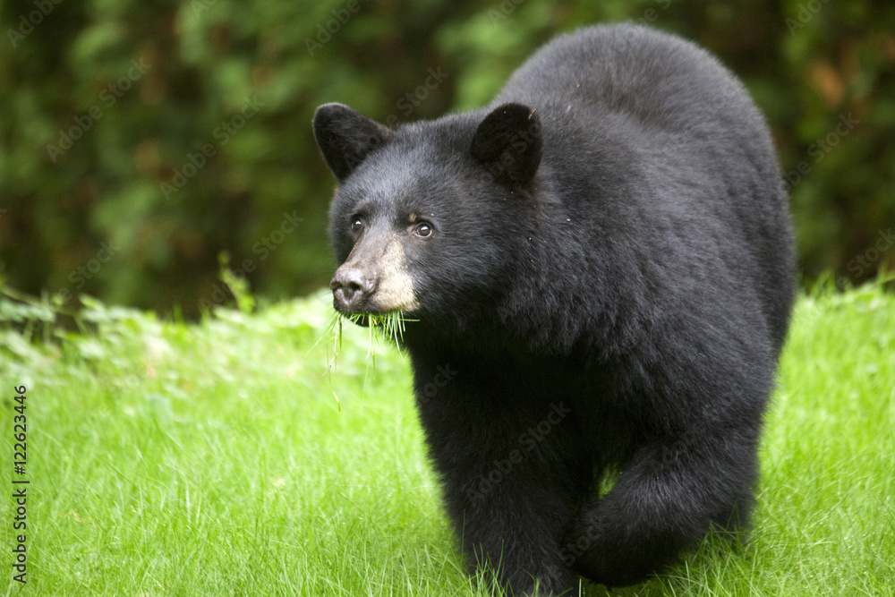 North American Black Bear ( Ursus americanas ) Eating Grass, Omnivore, Roberts Creek, Sunshine Coast, B.C., Canada North American Black Bear ( Ursus americanas ) Eating Grass, Omnivore, Roberts Creek, Sunshine Coast, B.C., Canada