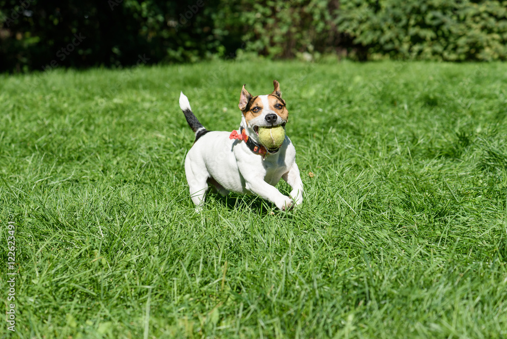 Dog playing and carrying tennis ball toy