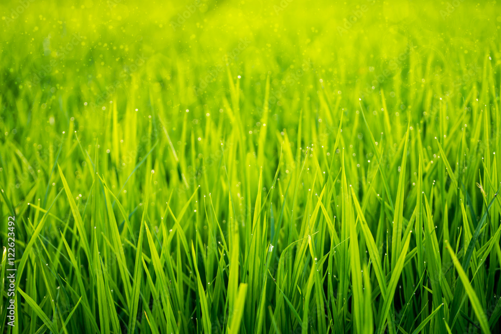 rice leaf in rice field