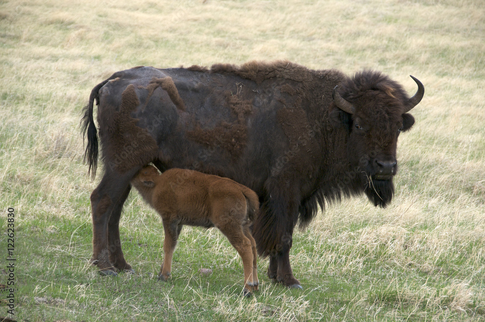 Wild American bison (Bison bison) with nursing newborn spring calf. Wind Cave Nat'l Park, South Dakota, USA. Wild American bison (Bison bison) with nursing newborn spring calf. Wind Cave Nat'l Park, South Dakota, USA.
