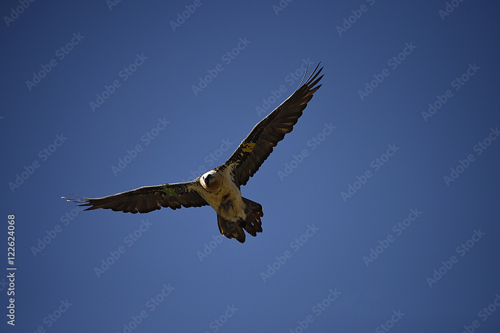 Obraz premium Bartgeier/Lämmergeier
