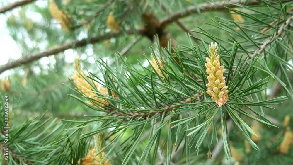 Blooming pine tree. Natural background with green coniferous tree. Blooming pine tree. Natural background with green coniferous tree.