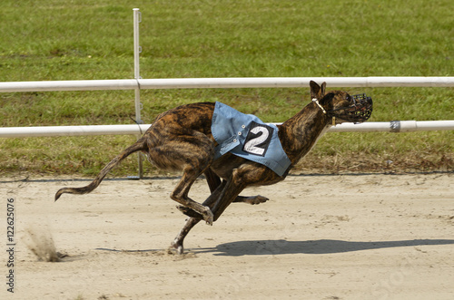 Obraz na plátně Sprinting dynamic greyhound on the race course