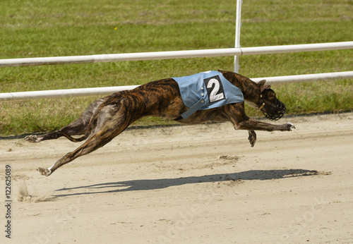 Sprinting dynamic greyhound on the race course