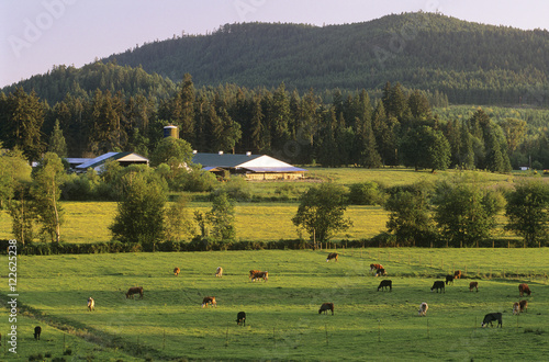 Dairy farm on Southern Vancouver Island, Cobble Hill, British Columbia, Canada. photo