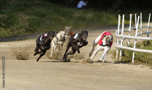 Fényképezés Greyhound dogs racing on sand track