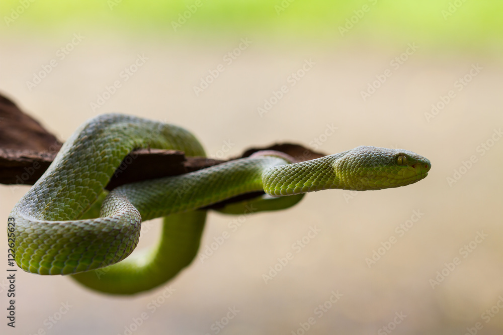 Fototapeta premium Close up Yellow-lipped Green Pit Viper snake