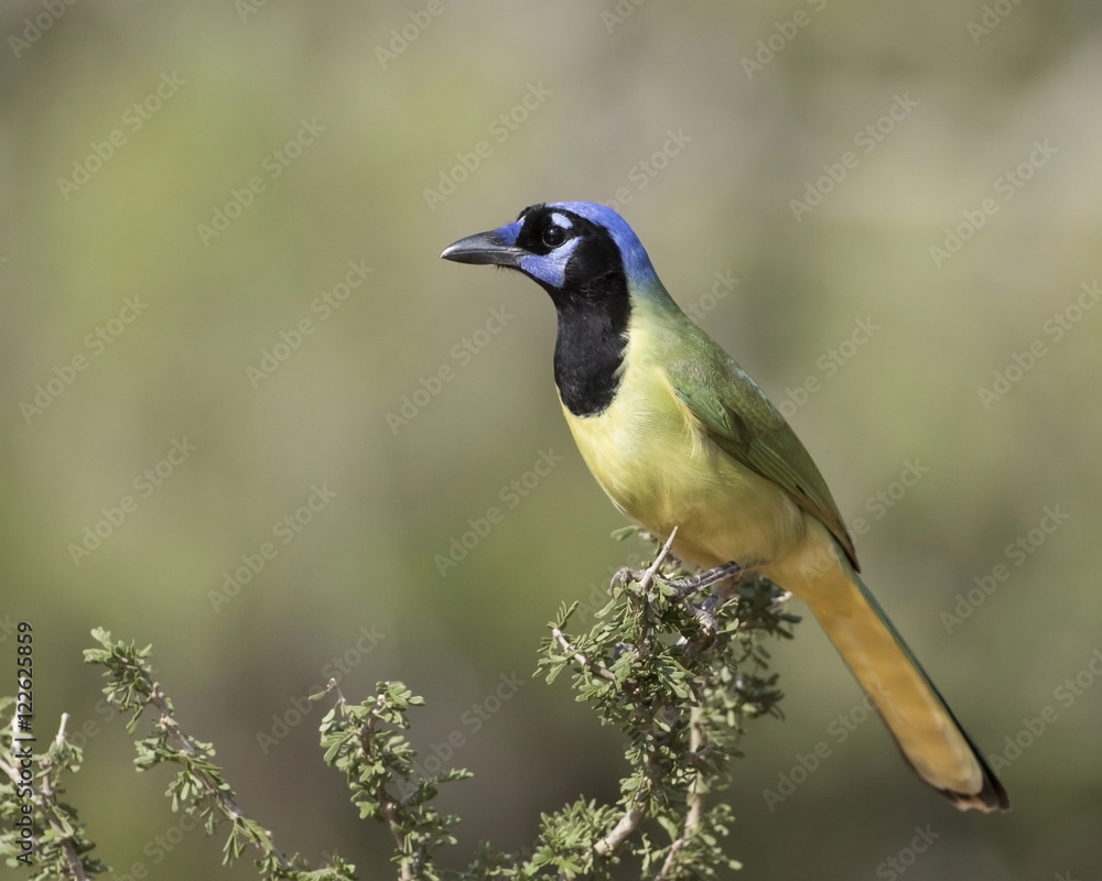 Obraz premium Green Jay Perched on stump