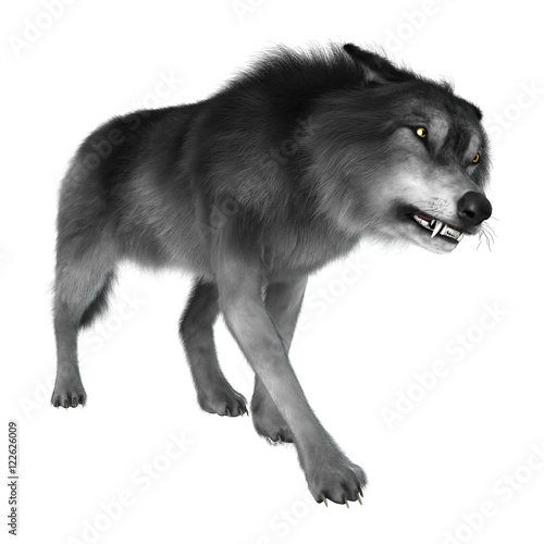 3D Rendering Gray Wolf on White