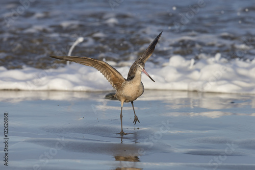 Marbled Godwitt on California Coast photo