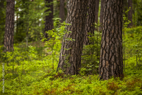 Forest in Sweden