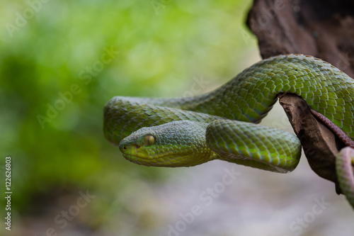 Close up Yellow-lipped Green Pit Viper snake