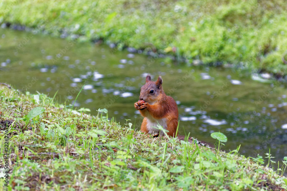 Fototapeta premium The Squirrel in the Park