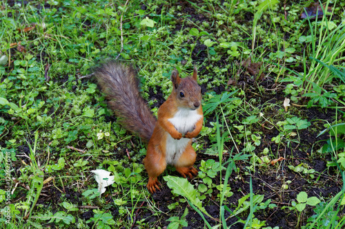 The Squirrel in the Park.
