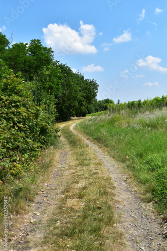A rural road into the nature with blue sky in the background