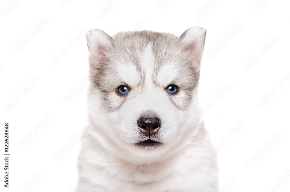Portrait of  puppy breed Husky, closeup