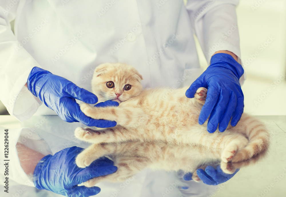close up of vet with scottish kitten at clinic close up of vet with scottish kitten at clinic