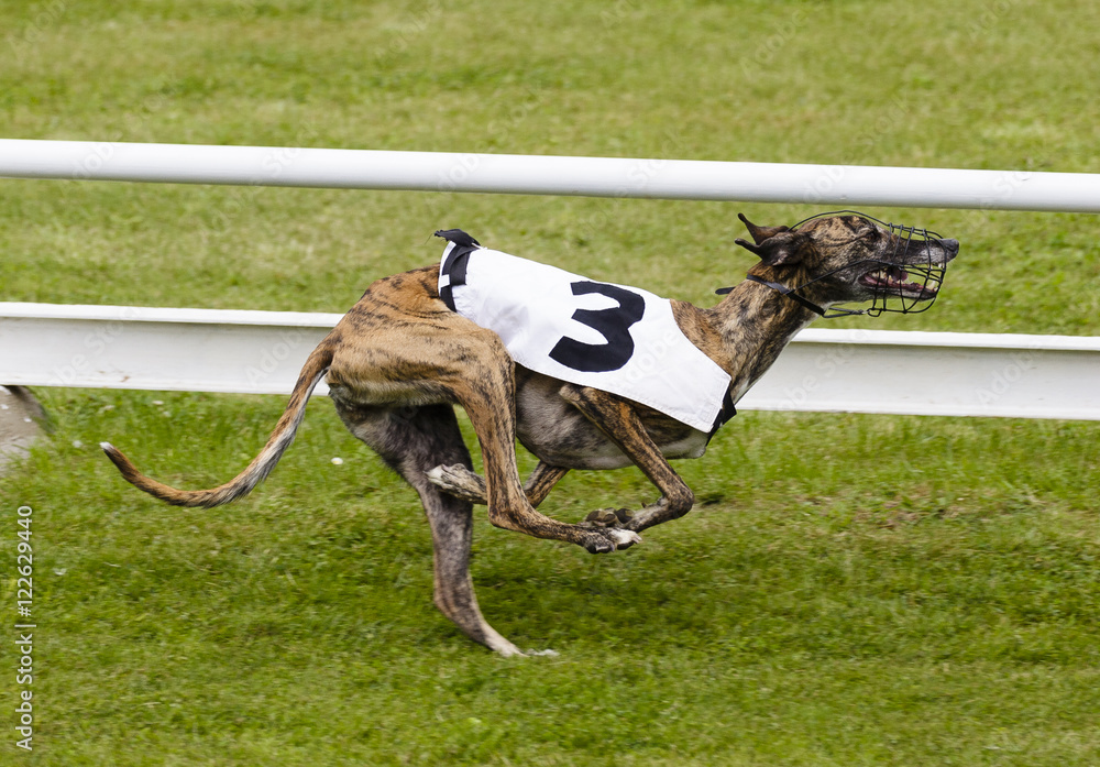 Sprinting dynamic greyhound on the race course Sprinting dynamic greyhound on the race course