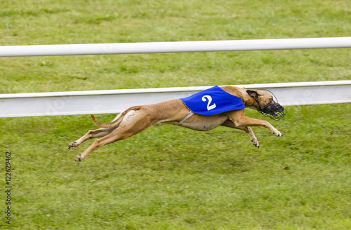 Φωτογραφία Sprinting dynamic greyhound on the race course