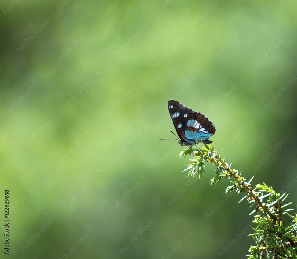 Obraz premium Limenitis reducta