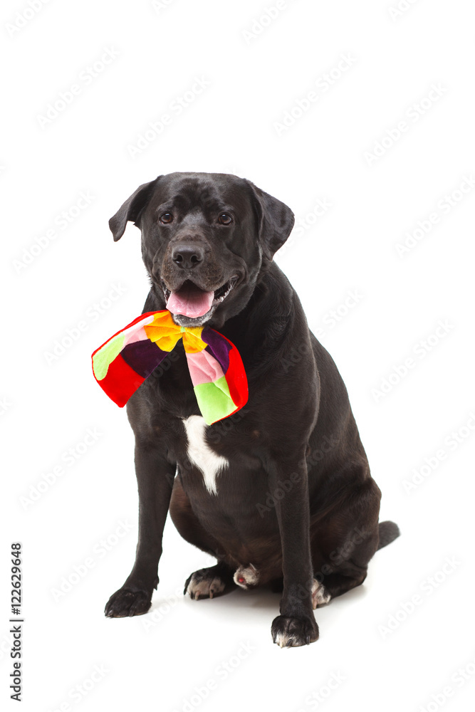 black labrador retriever with a bow in front of white background black labrador retriever with a bow in front of white background