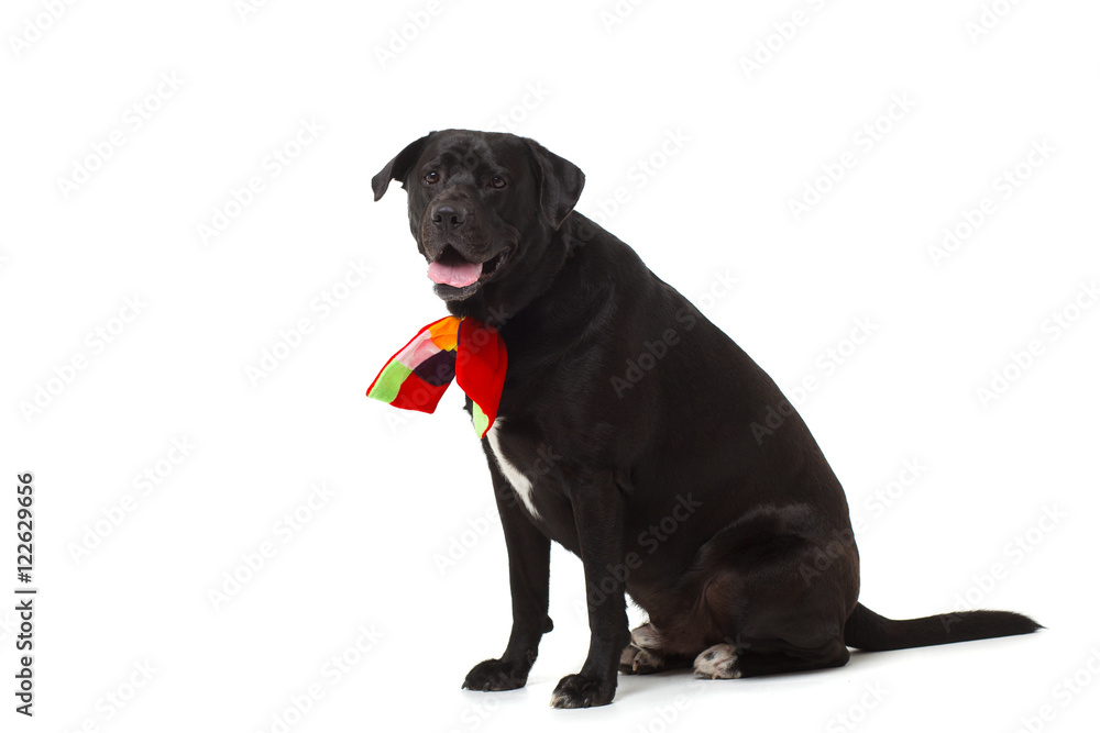 Obraz premium black labrador retriever with a bow in front of white background