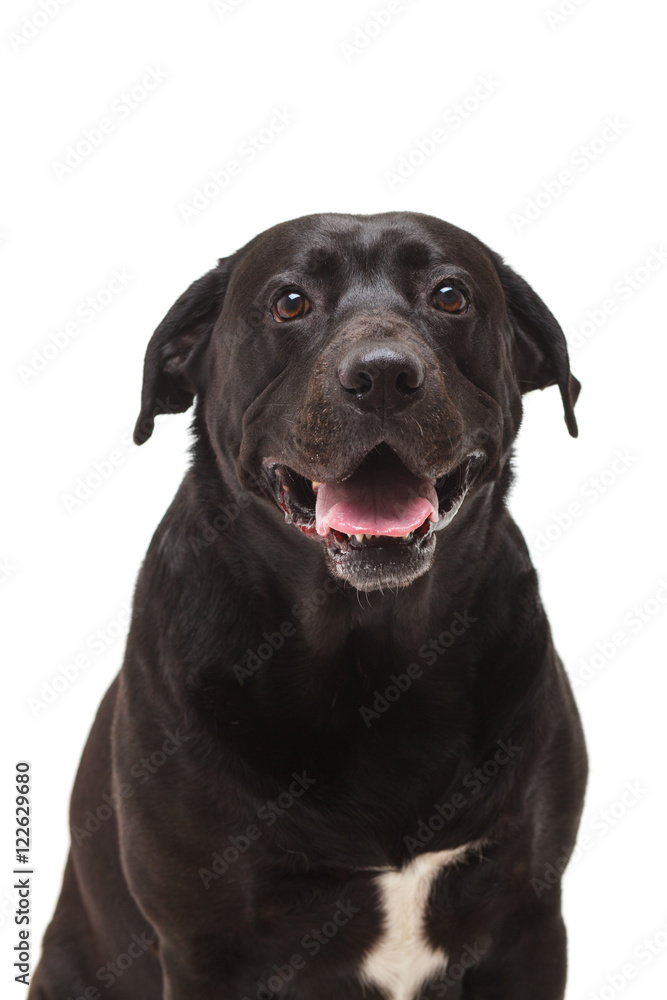 black labrador retriever with a bow in front of white background black labrador retriever with a bow in front of white background