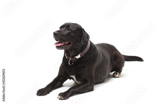 black labrador retriever with a bow in front of white background