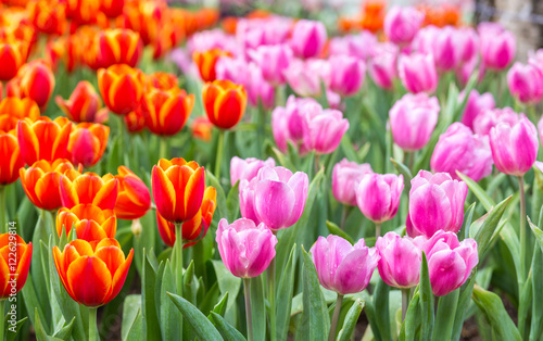 Tulip flower fields