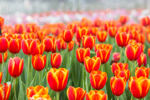 Tulip flower fields © littlestocker