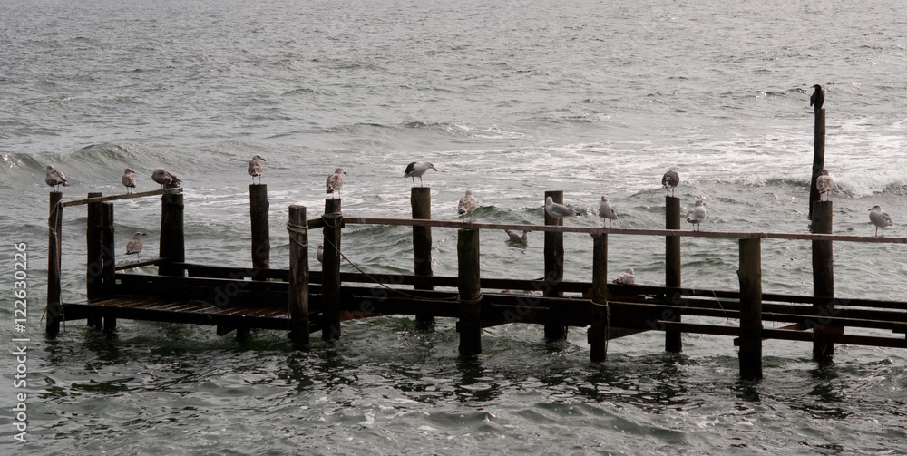 Möwen im Hafen. Ostsee. Rügen