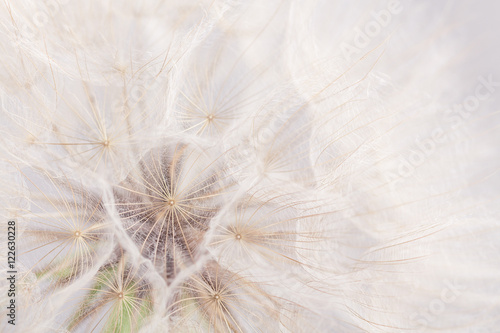 Extreme closeup dandelion flower background