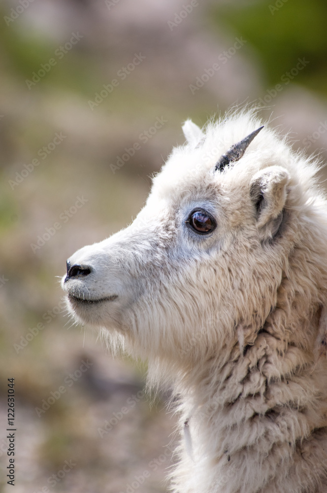 Mountain baby goat in Jasper national park, Canada Mountain baby goat in Jasper national park, Canada