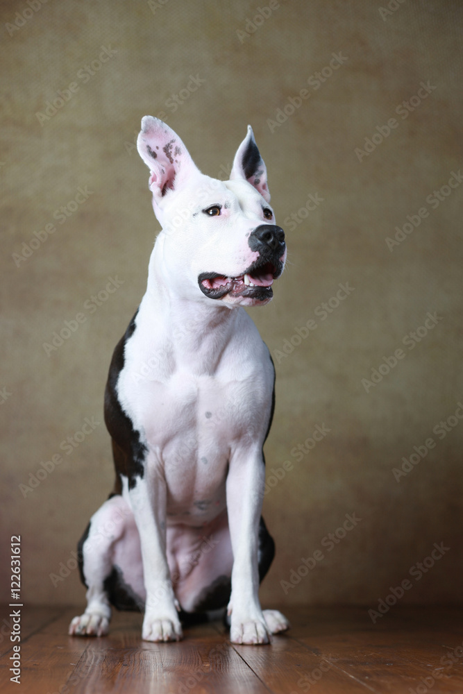 American Staffordshire & Dogo Argentino-Mix sitzend im Studio Stock Adobe Stock