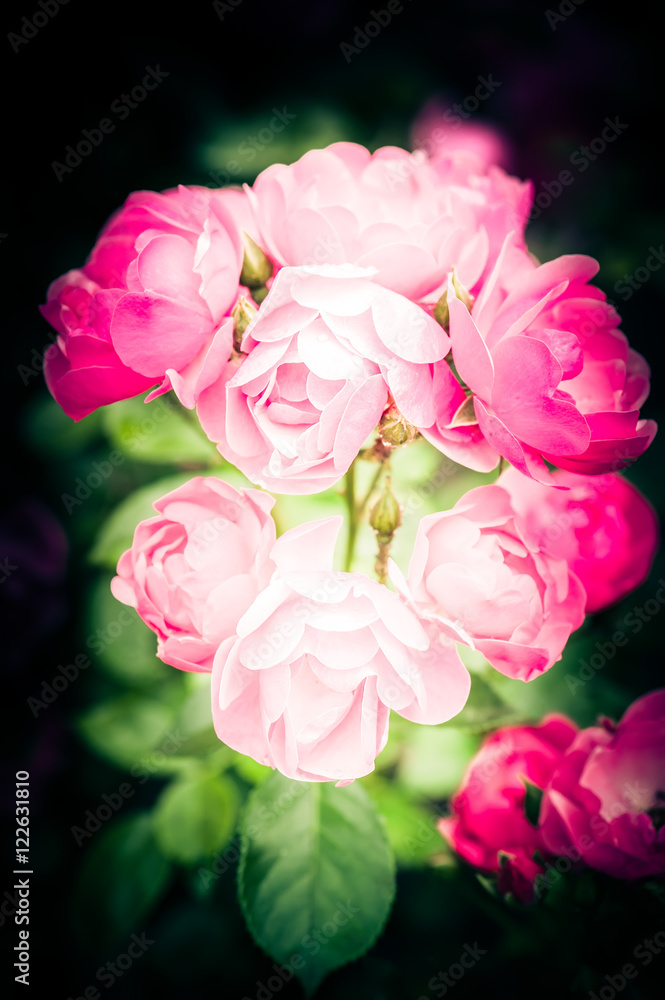 Abstract romantic pink roses flowers with water drops. Bright colors natural floral background